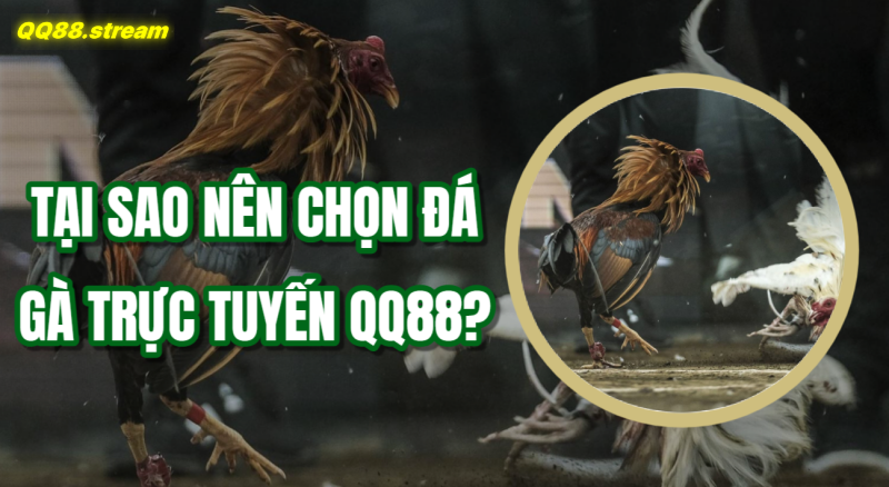 Tại sao nên chọn đá gà trực tuyến QQ88