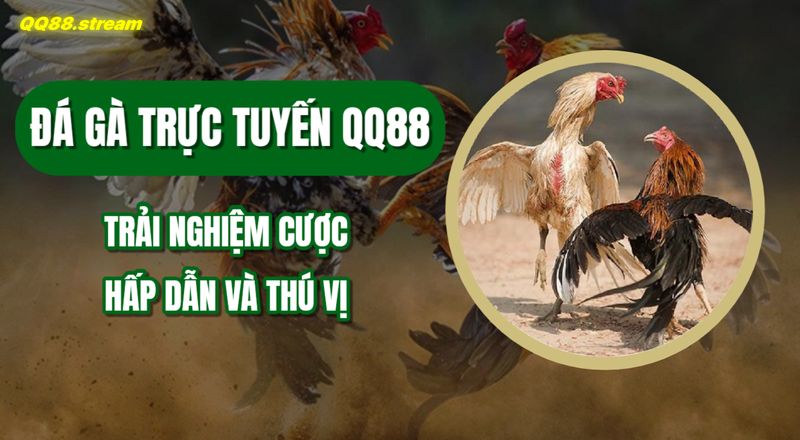 Đá gà trực tuyến QQ88 - Trải nghiệm cược hấp dẫn và thú vị 1 Da ga truc tuyen QQ88